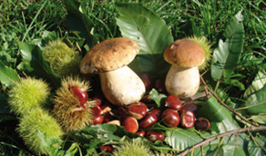 funghi