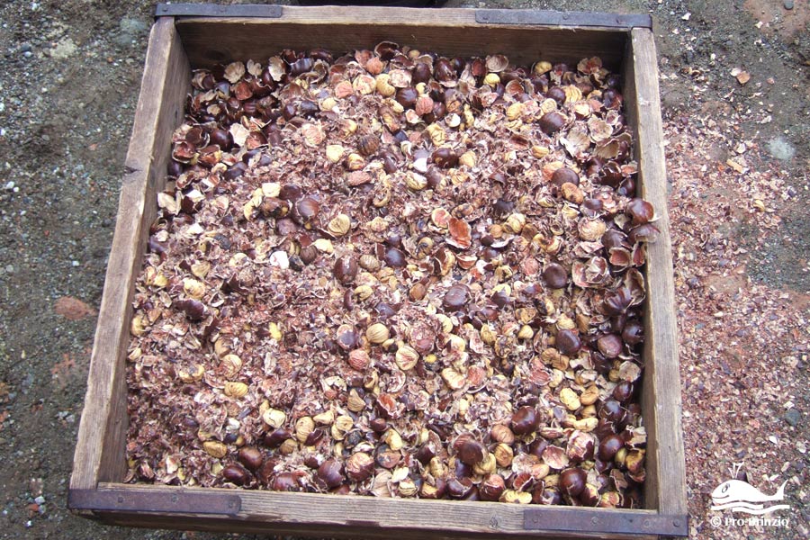 Il risultato della battitura delle castagne gra 4498