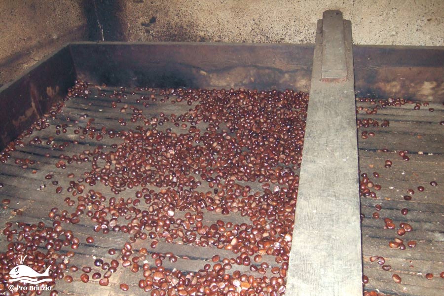 Le castagne disposte sul graticcio gra 4501